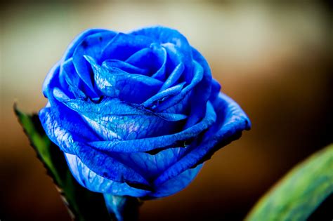 Синяя роза
 2024.04.25 09:01